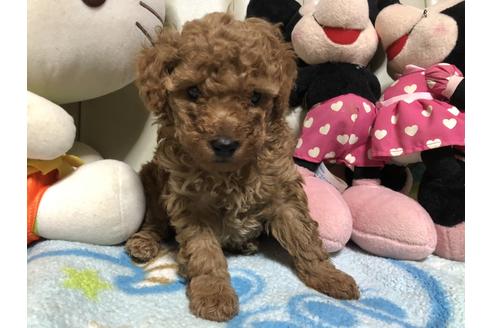 成約済の神奈川県のトイプードル-113497の1枚目