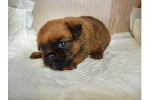 福岡県のブリュッセルグリフォン 女の子 10 24生まれ 決まりました 子犬id ブリーダーナビ 福岡県のブリュッセルグリフォン 女の子 10 24生まれ 決まりました 子犬id ブリーダーナビ