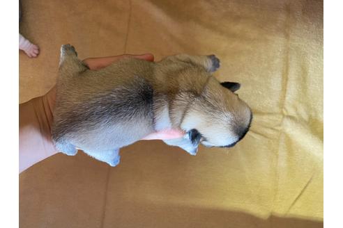 成約済の栃木県のミックス犬-113519の20枚目
