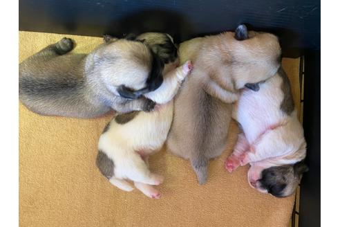 成約済の栃木県のミックス犬-113519の19枚目