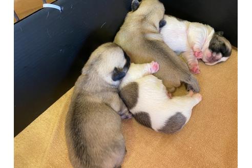成約済の栃木県のミックス犬-113519の18枚目