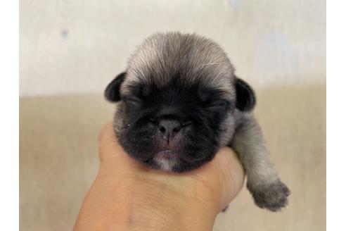 成約済の栃木県のミックス犬-113520の15枚目