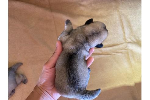 成約済の栃木県のミックス犬-113520の14枚目