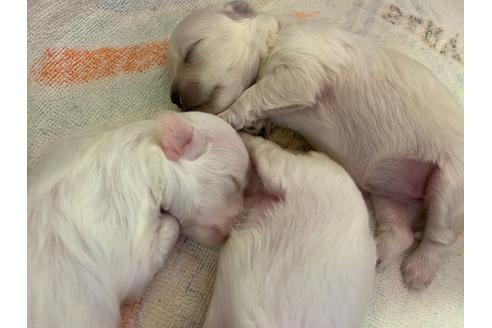 成約済の栃木県のミックス犬-113523の18枚目