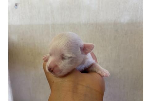 成約済の栃木県のミックス犬-113524の19枚目