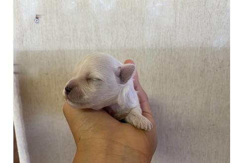 成約済の栃木県のミックス犬-113525の21枚目