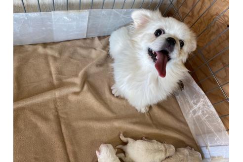 成約済の栃木県のミックス犬-113528の18枚目