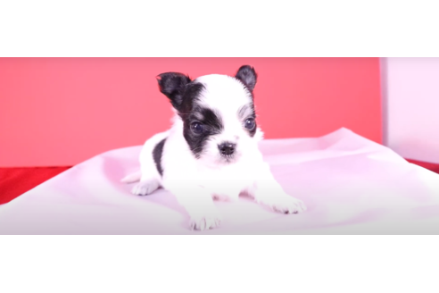 子犬