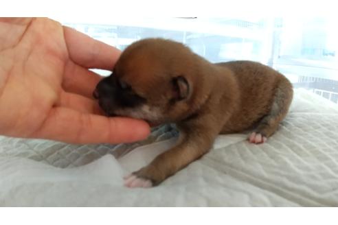成約済の愛知県の柴犬-113557の6枚目