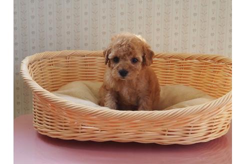 成約済の岡山県のトイプードル-113577の5枚目