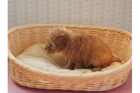 成約済の岡山県のトイプードル-113577の3枚目