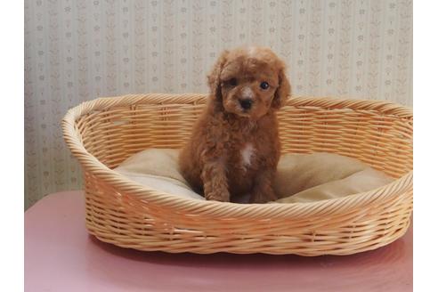 成約済の岡山県のトイプードル-113578の5枚目