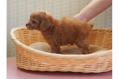 成約済の岡山県のトイプードル-113578の3枚目