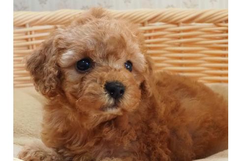 成約済の岡山県のトイプードル-113582の1枚目