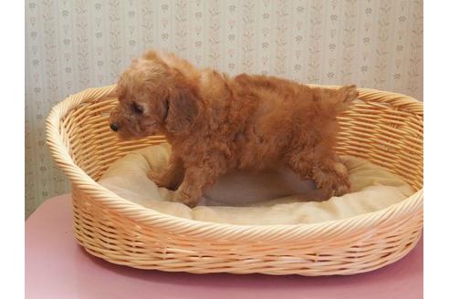 成約済の岡山県のトイプードル-113582の4枚目