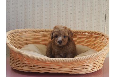 成約済の岡山県のトイプードル-113584の5枚目