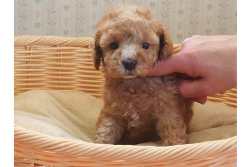 成約済の岡山県のトイプードル-113584の2枚目