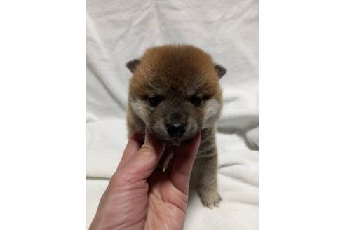 成約済の滋賀県の柴犬-113592の1枚目