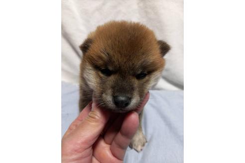 成約済の滋賀県の柴犬-113593の1枚目