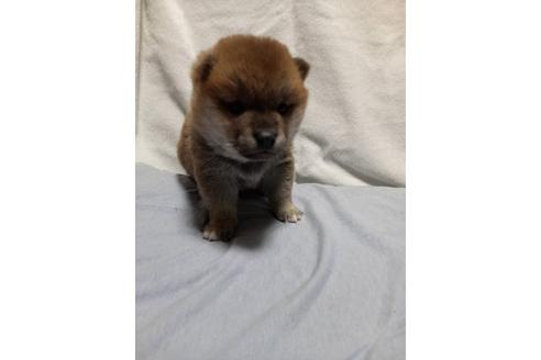 成約済の滋賀県の柴犬-113593の3枚目