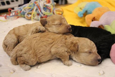 成約済の愛知県のトイプードル-112957の23枚目