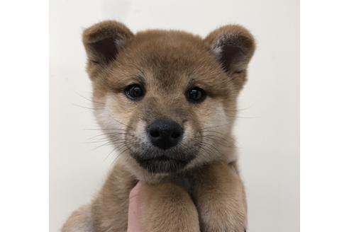 成約済の北海道の柴犬-113609の1枚目