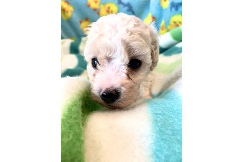 成約済の東京都のミックス犬-113620の3枚目
