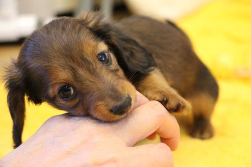 成約済の愛知県のカニンヘンダックスフンド(ロングヘアード)-109698の6枚目