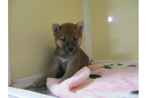 成約済の岡山県の柴犬-109899の9枚目