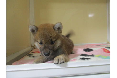 成約済の岡山県の柴犬-109899の8枚目