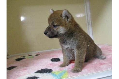 成約済の岡山県の柴犬-109899の7枚目