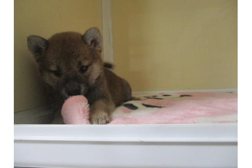 成約済の岡山県の柴犬-109899の6枚目