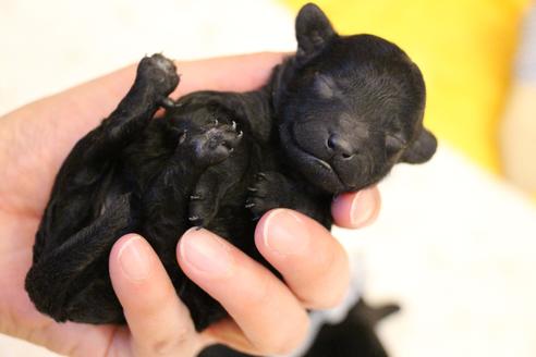 成約済の愛知県のトイプードル-113641の26枚目