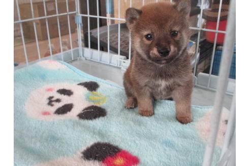 成約済の岡山県の柴犬-113643の1枚目