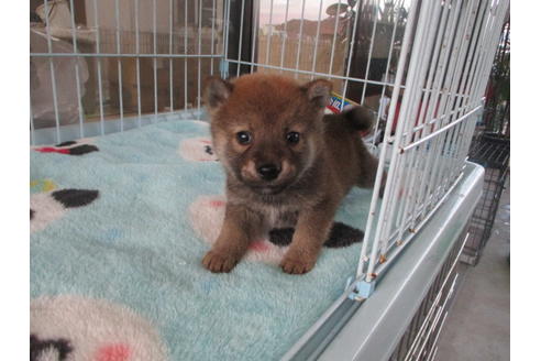 成約済の岡山県の柴犬-113643の4枚目