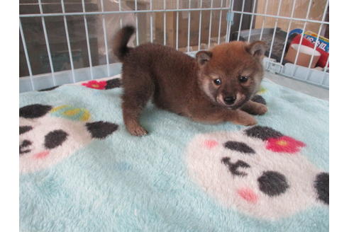 成約済の岡山県の柴犬-113643の2枚目