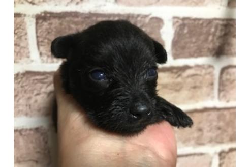 成約済の埼玉県のミックス犬-113662の2枚目