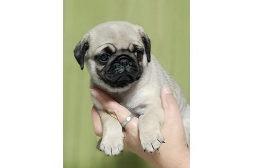 成約済の埼玉県のパグ-109623の1枚目
