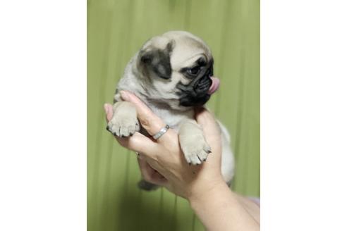 成約済の埼玉県のパグ-109623の3枚目