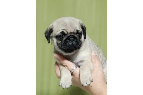 成約済の埼玉県のパグ-109623の2枚目