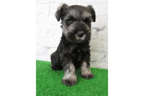 成約済の大阪府のミニチュアシュナウザー-113688の1枚目