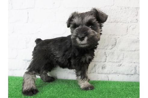 成約済の大阪府のミニチュアシュナウザー-113688の6枚目