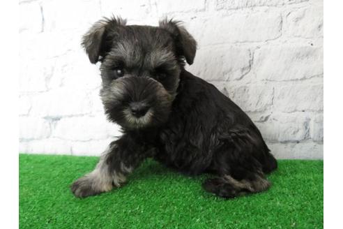 成約済の大阪府のミニチュアシュナウザー-113688の5枚目