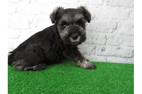 成約済の大阪府のミニチュアシュナウザー-113688の4枚目