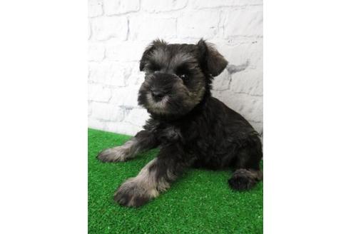 成約済の大阪府のミニチュアシュナウザー-113688の3枚目