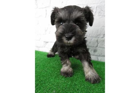 成約済の大阪府のミニチュアシュナウザー-113688の2枚目