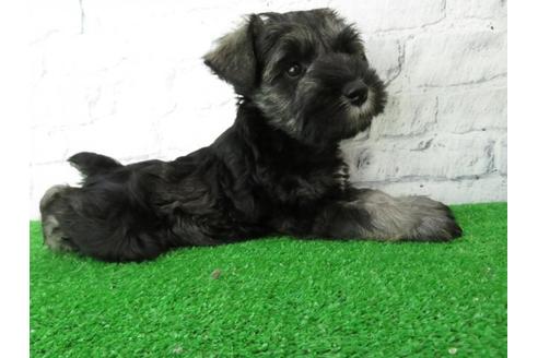 成約済の大阪府のミニチュアシュナウザー-113689の6枚目