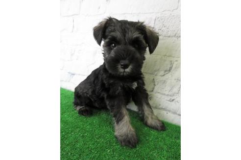 成約済の大阪府のミニチュアシュナウザー-113689の5枚目