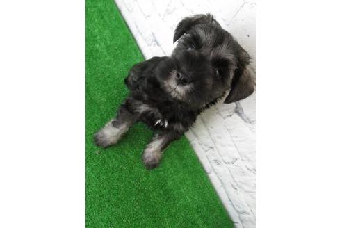 成約済の大阪府のミニチュアシュナウザー-113689の4枚目