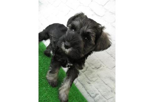 成約済の大阪府のミニチュアシュナウザー-113689の3枚目